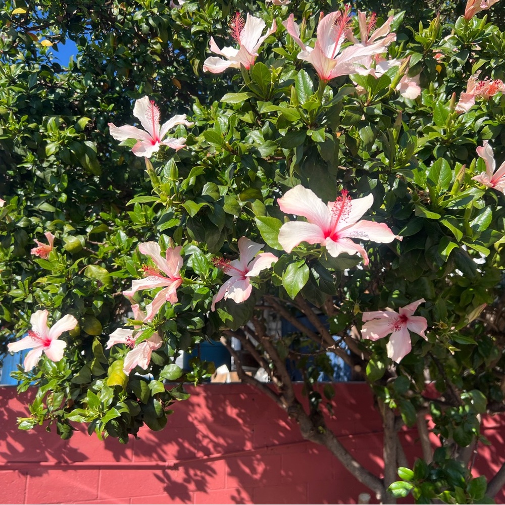 Meet your Posher, Shelby